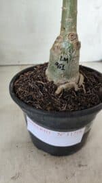 ENXERTO 11718 – 20cm (cor LM 961) - Imagem 4