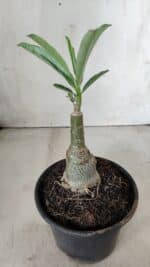 ENXERTO 11718 – 20cm (cor LM 961) - Imagem 3