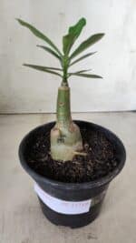 ENXERTO 11719 – 20cm (cor LM 243) - Imagem 2