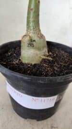 ENXERTO 11719 – 20cm (cor LM 243) - Imagem 4