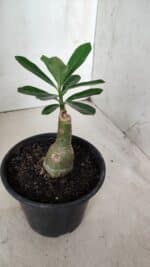 ENXERTO 11719 – 20cm (cor LM 243) - Imagem 3