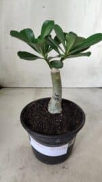 ENXERTO 11720 – 20cm (cor LM 719) - Imagem 2