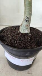 ENXERTO 11720 – 20cm (cor LM 719) - Imagem 4