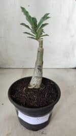 ENXERTO 11721 – 20cm (cor LM 991) - Imagem 2