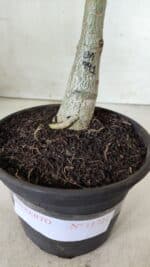 ENXERTO 11721 – 20cm (cor LM 991) - Imagem 4