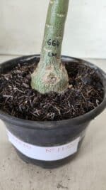 ENXERTO 11722 – 22cm (cor LM 664) - Imagem 4