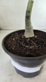 ENXERTO 11723 – 20cm (cor LM 913) - Imagem 4