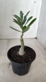 ENXERTO 11723 – 20cm (cor LM 913) - Imagem 3