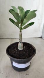 ENXERTO 11724 – 20cm (cor LM 986) - Imagem 2