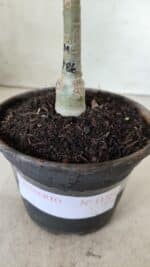 ENXERTO 11724 – 20cm (cor LM 986) - Imagem 5