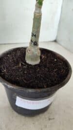 ENXERTO 11724 – 20cm (cor LM 986) - Imagem 4