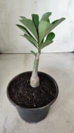 ENXERTO 11724 – 20cm (cor LM 986) - Imagem 3