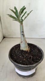 ENXERTO 11725 – 20cm (cor LM 992) - Imagem 2