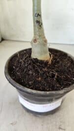 ENXERTO 11725 – 20cm (cor LM 992) - Imagem 4