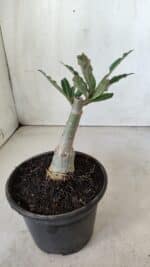 ENXERTO 11725 – 20cm (cor LM 992) - Imagem 3