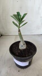 ENXERTO 11726 – 20cm (cor LM 232) - Imagem 2