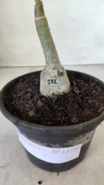 ENXERTO 11726 – 20cm (cor LM 232) - Imagem 4