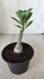 ENXERTO 11726 – 20cm (cor LM 232) - Imagem 3