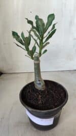 ENXERTO 11727 – 20cm (cor LM 985) - Imagem 2