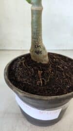 ENXERTO 11727 – 20cm (cor LM 985) - Imagem 4