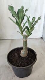 ENXERTO 11727 – 20cm (cor LM 985) - Imagem 3