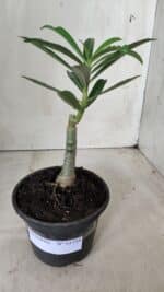 ENXERTO 11728 – 20cm (cor LM 990) - Imagem 2