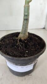 ENXERTO 11728 – 20cm (cor LM 990) - Imagem 4