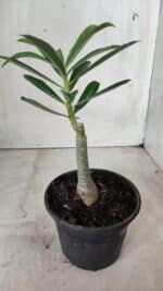 ENXERTO 11728 – 20cm (cor LM 990) - Imagem 3