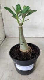 ENXERTO 11729 – 20cm (cor LM 728) - Imagem 2