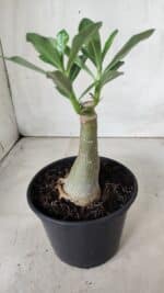 ENXERTO 11729 – 20cm (cor LM 728) - Imagem 3