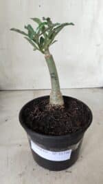 ENXERTO 11730 – 20cm (cor LM 991) - Imagem 2