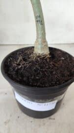 ENXERTO 11730 – 20cm (cor LM 991) - Imagem 4