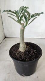 ENXERTO 11730 – 20cm (cor LM 991) - Imagem 3