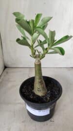 ENXERTO 11731 – 20cm (cor LM 425) - Imagem 2