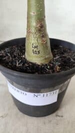 ENXERTO 11731 – 20cm (cor LM 425) - Imagem 4