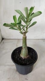 ENXERTO 11731 – 20cm (cor LM 425) - Imagem 3