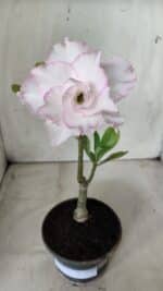 ENXERTO 11732 – 22cm (cor LM 615) - Imagem 2