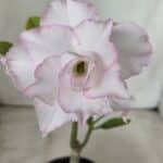 ENXERTO 11732 – 22cm (cor LM 615)