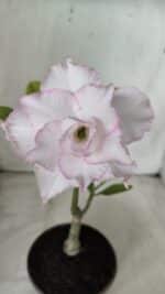 ENXERTO 11732 – 22cm (cor LM 615)