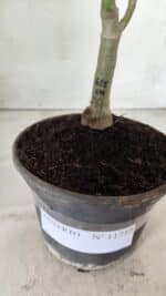 ENXERTO 11732 – 22cm (cor LM 615) - Imagem 5