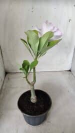 ENXERTO 11732 – 22cm (cor LM 615) - Imagem 4