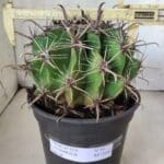 FEROCACTUS LATISPINUS Nº 95 – vaso 20