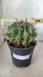 FEROCACTUS LATISPINUS Nº 95 – vaso 20