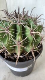 FEROCACTUS LATISPINUS Nº 95 – vaso 20 - Imagem 8