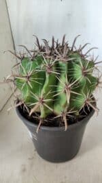 FEROCACTUS LATISPINUS Nº 95 – vaso 20 - Imagem 7