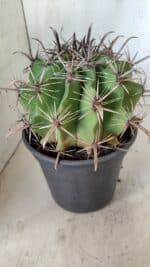 FEROCACTUS LATISPINUS Nº 95 – vaso 20 - Imagem 6