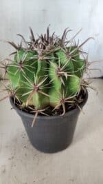 FEROCACTUS LATISPINUS Nº 95 – vaso 20 - Imagem 5