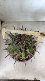 FEROCACTUS LATISPINUS Nº 95 – vaso 20 - Imagem 3