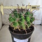 FEROCACTUS LATISPINUS Nº 96 – vaso 20