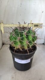 FEROCACTUS LATISPINUS Nº 96 – vaso 20